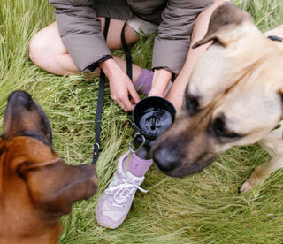 Springer 20oz Dog Water Bottle