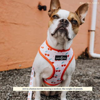 Lucy & Co Reversible Dog Harness
