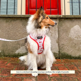 Lucy & Co Reversible Dog Harness