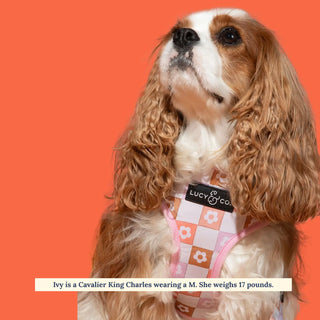 Lucy & Co Reversible Dog Harness