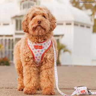 Lucy & Co Dog Leash
