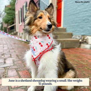 Lucy & Co Dog Bandana