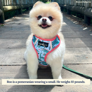 Lucy & Co No-Pull Harness