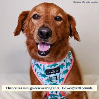 Lucy & Co No-Pull Harness